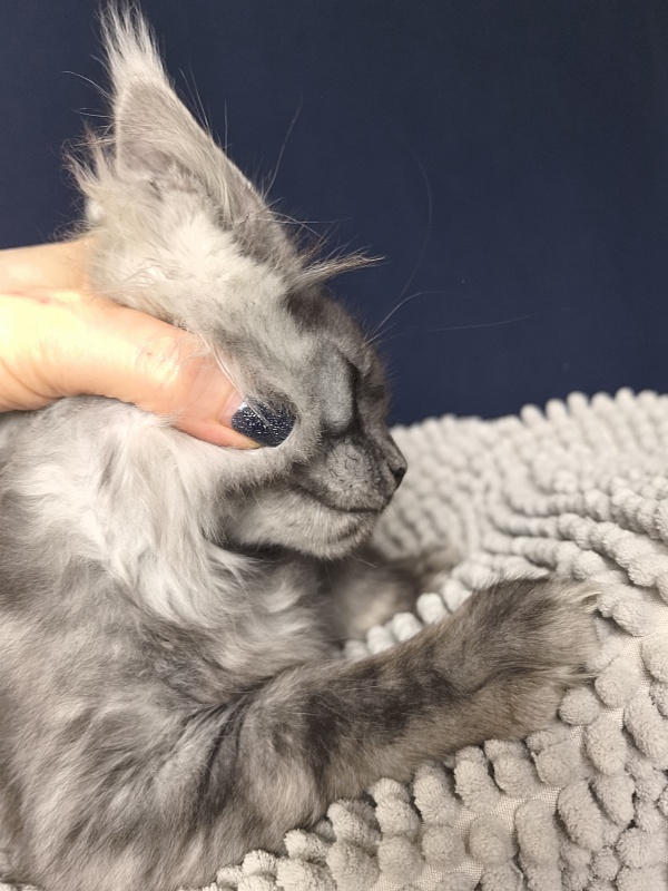 Shiva Sly Akbars - Kitten maine-coon 2 months 2 weeks