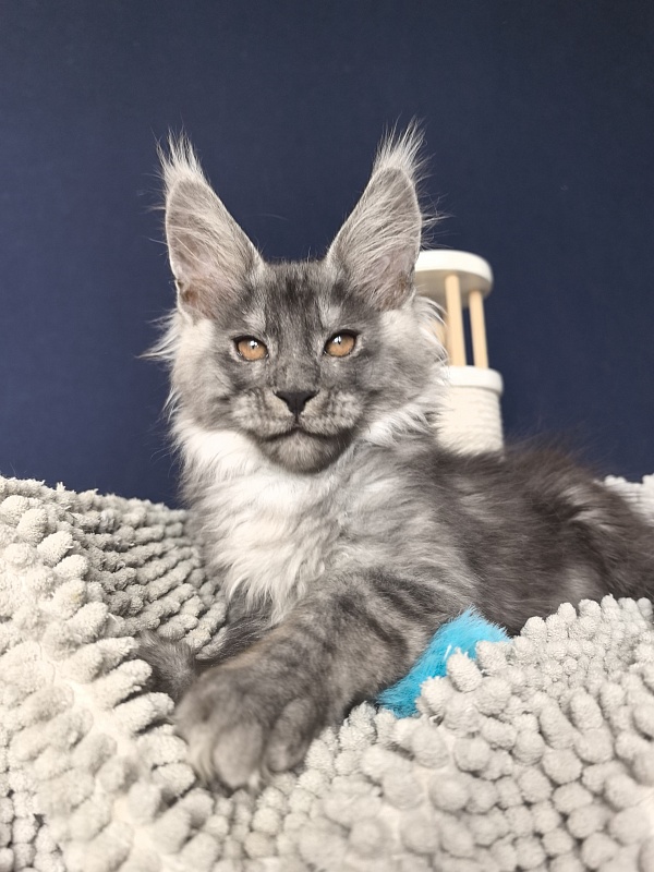 Shiva Sly Akbars - Kitten maine-coon 2 months 2 weeks