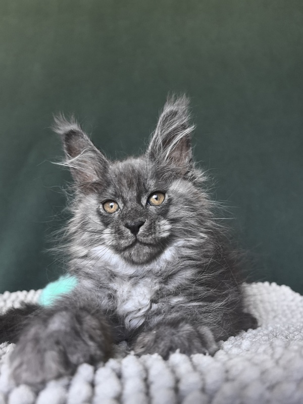 Shiva Sly Akbars - Kitten maine-coon 1 month 4 weeks