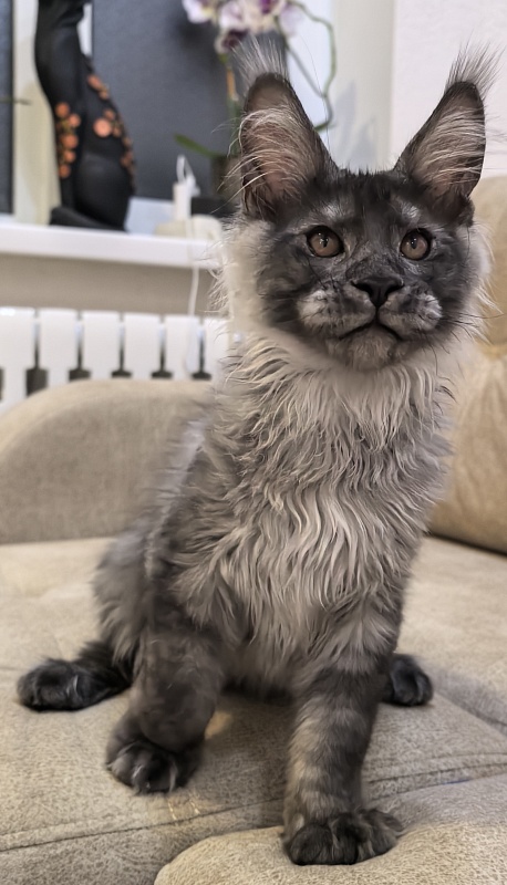 Shiva Sly Akbars - Kitten maine-coon 3 months 3.5 weeks