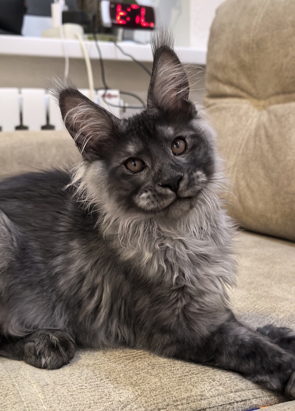 Shiva Sly Akbars - Kitten maine-coon 3 months 3.5 weeks