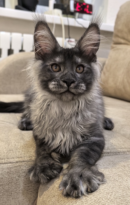 Shiva Sly Akbars - Kitten maine-coon 3 months 3.5 weeks