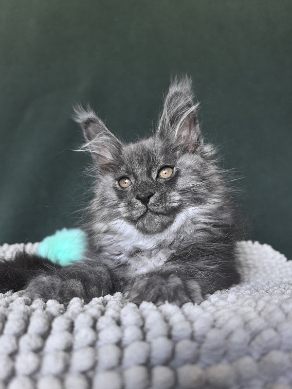 Shiva Sly Akbars - Kitten maine-coon 1 month 4 weeks