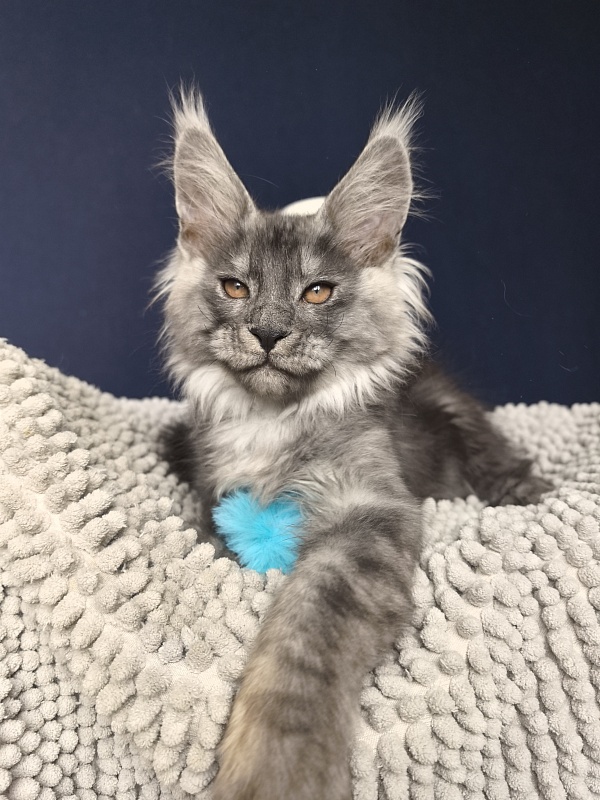 Shiva Sly Akbars - Kitten maine-coon 2 months 2 weeks