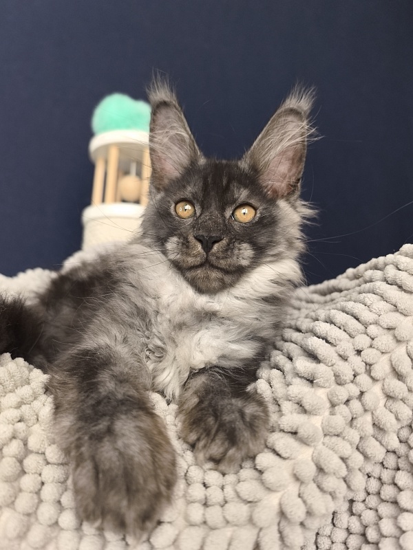 Sven Sly  Akbars - Kitten maine-coon 2 months 3 weeks