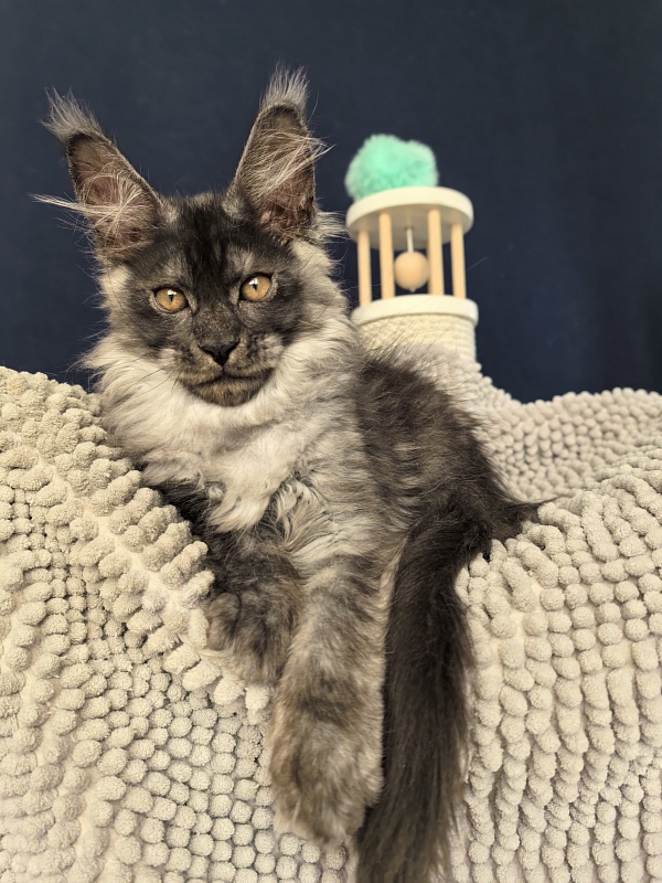 Sven Sly  Akbars - Kitten maine-coon 2 months 3 weeks