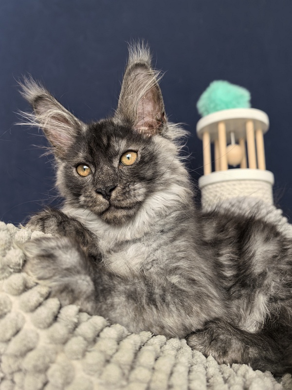 Sven Sly  Akbars - Kitten maine-coon 2 months 3 weeks