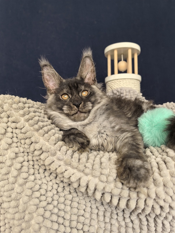Sven Sly  Akbars - Kitten maine-coon 2 months 3 weeks