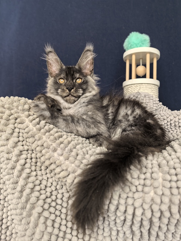 Sven Sly  Akbars - Kitten maine-coon 2 months 3 weeks