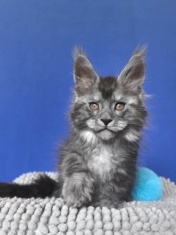 Sven Sly  Akbars - Kitten maine-coon 1 month 4 weeks