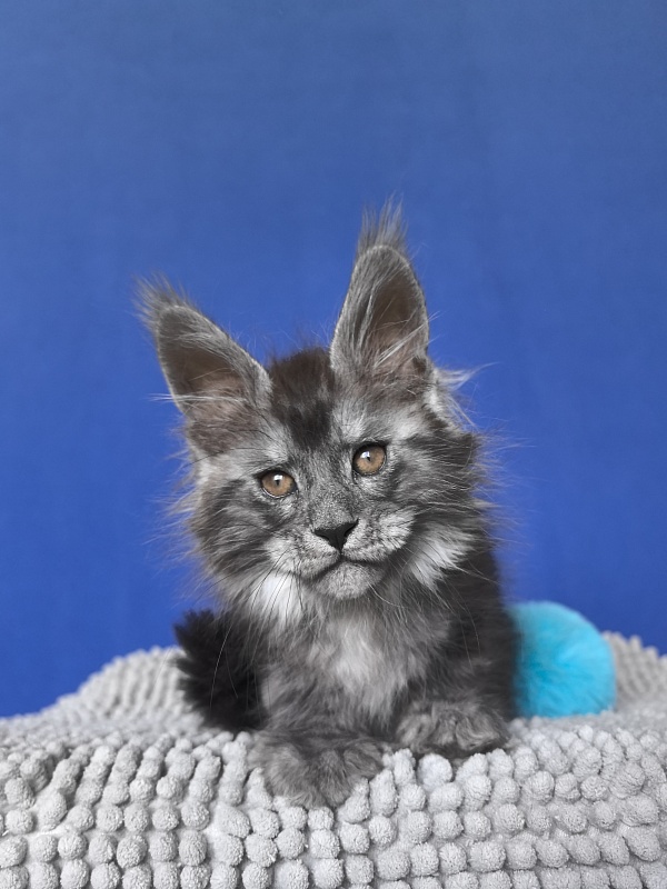 Sven Sly  Akbars - Kitten maine-coon 1 month 4 weeks