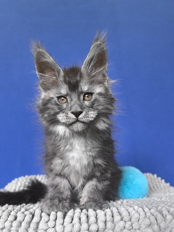 Sven Sly  Akbars - Kitten maine-coon 1 month 4 weeks