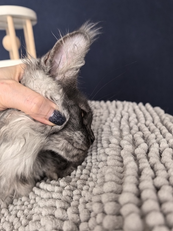 Sven Sly  Akbars - Kitten maine-coon 2 months 3 weeks