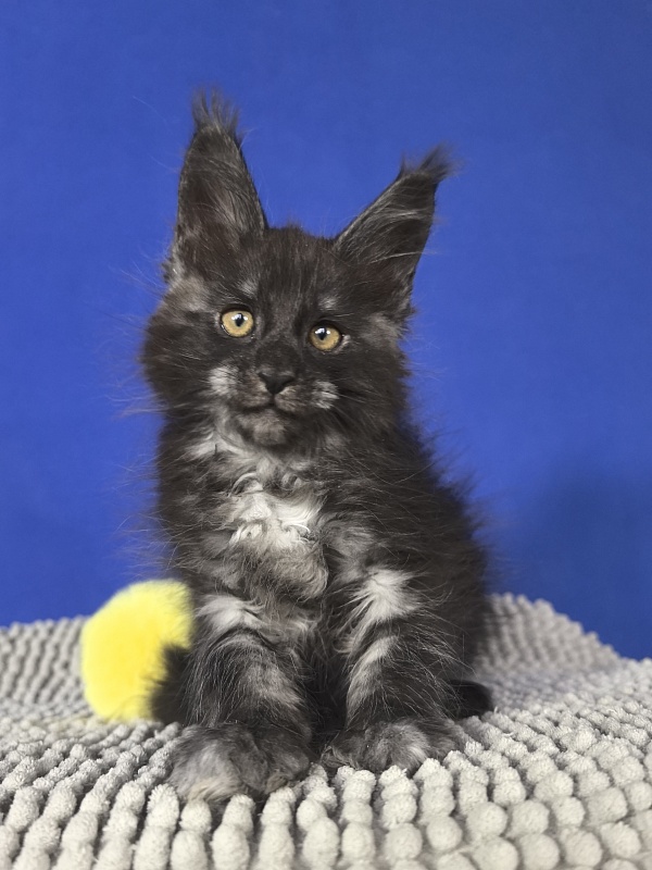 Sati Ross Akbars - Kitten maine-coon 1 month 4 weeks