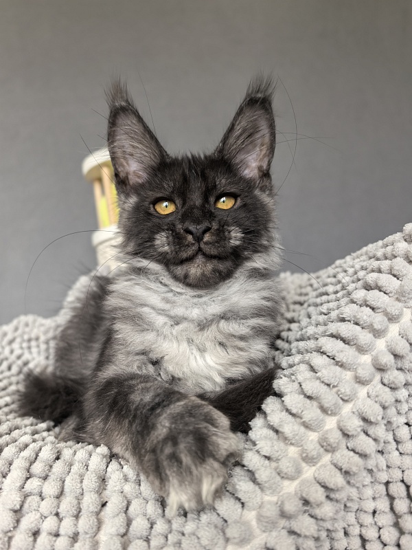 Sati Ross Akbars - Kitten maine-coon 3 months 2 weeks
