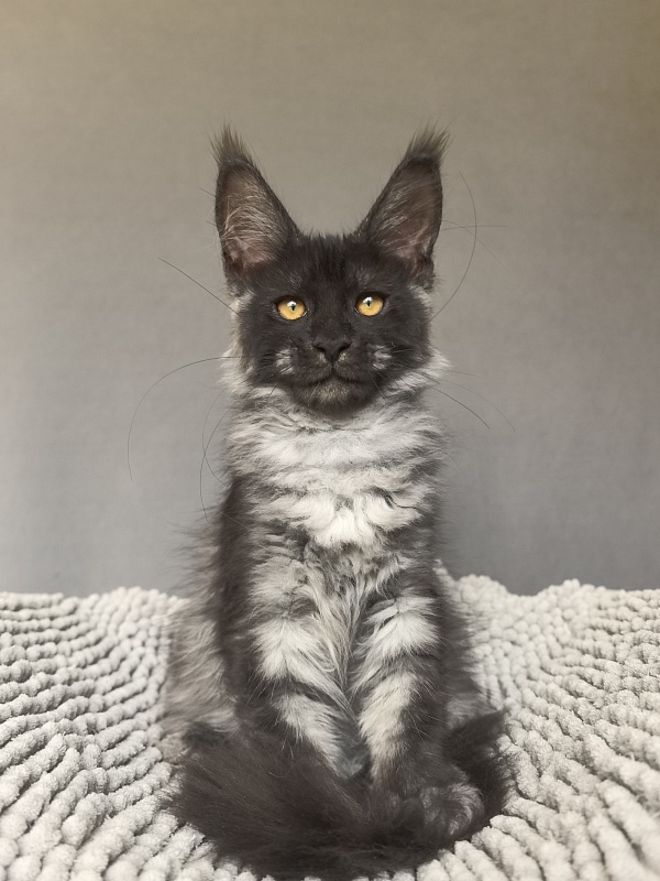Sati Ross Akbars - Kitten maine-coon 3 months 2 weeks
