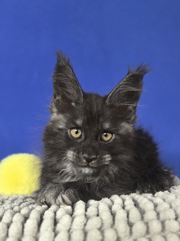 Sati Ross Akbars - Kitten maine-coon 1 month 4 weeks