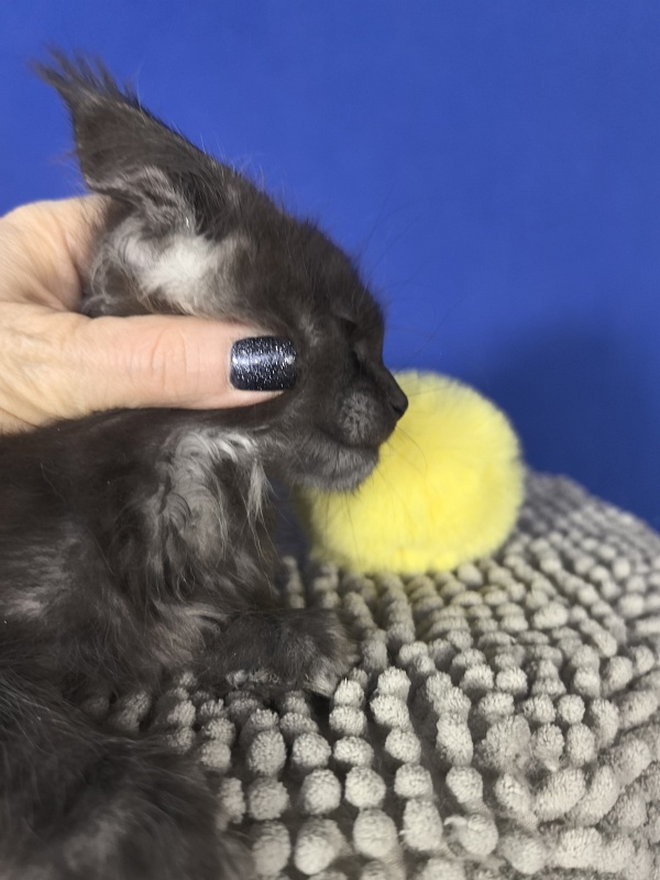 Sati Ross Akbars - Kitten maine-coon 1 month 4 weeks