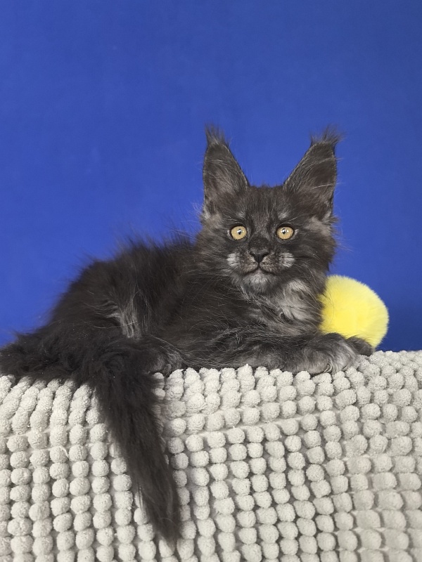 Sati Ross Akbars - Kitten maine-coon 1 month 4 weeks