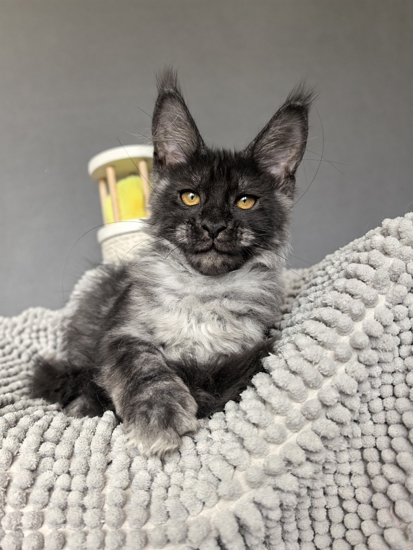 Sati Ross Akbars - Kitten maine-coon 3 months 2 weeks