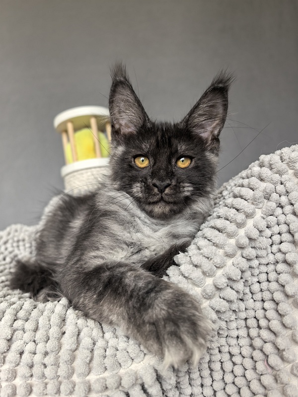 Sati Ross Akbars - Kitten maine-coon 3 months 2 weeks