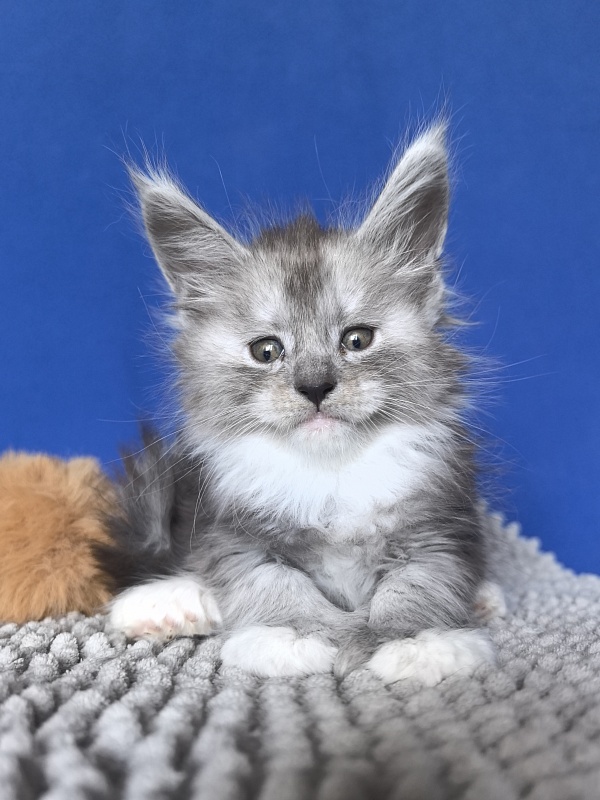 Tiger Cat Akbars (polydactyl) - Kitten maine-coon 1 month 0.5 weeks