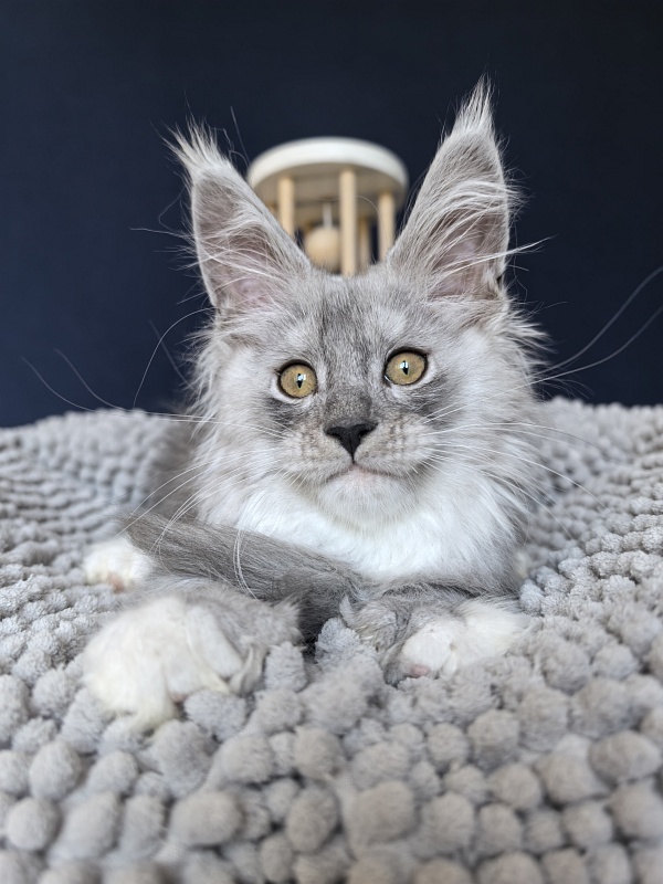 Tiger Cat Akbars (polydactyl) - Kitten maine-coon 2.5 months