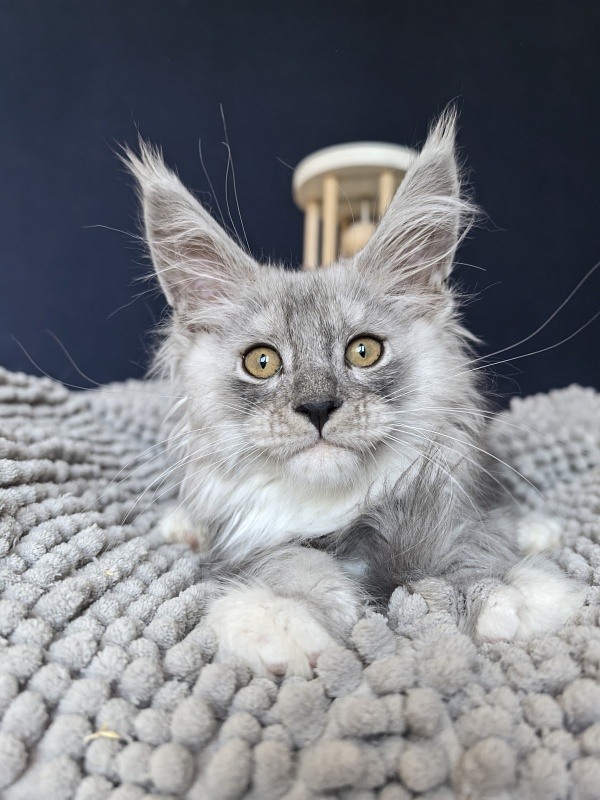 Tiger Cat Akbars (polydactyl) - Kitten maine-coon 2.5 months