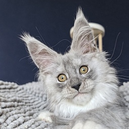 Tiger Cat Akbars (polydactyl)
