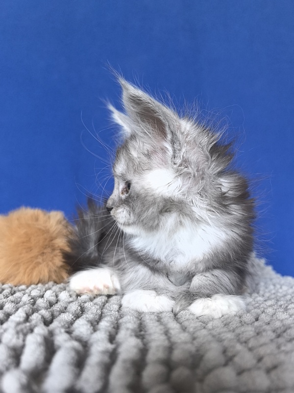 Tiger Cat Akbars (polydactyl) - Kitten maine-coon 1 month 0.5 weeks