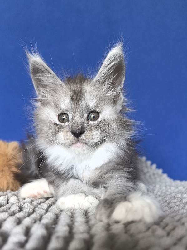 Tiger Cat Akbars (polydactyl) - Kitten maine-coon 1 month 0.5 weeks