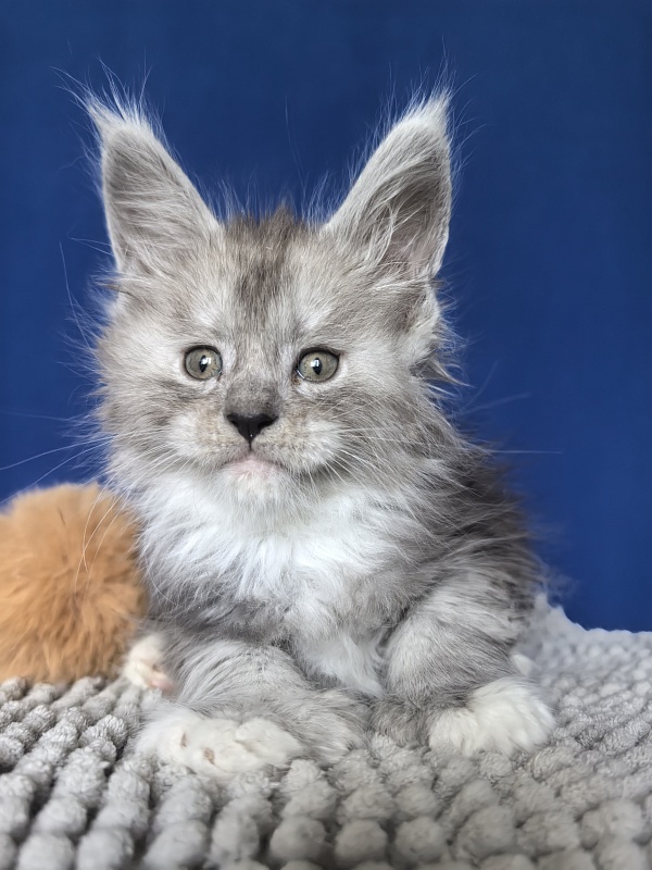 Tiger Cat Akbars (polydactyl) - Kitten maine-coon 1 month 0.5 weeks