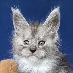 Tiger Cat Akbars (polydactyl)