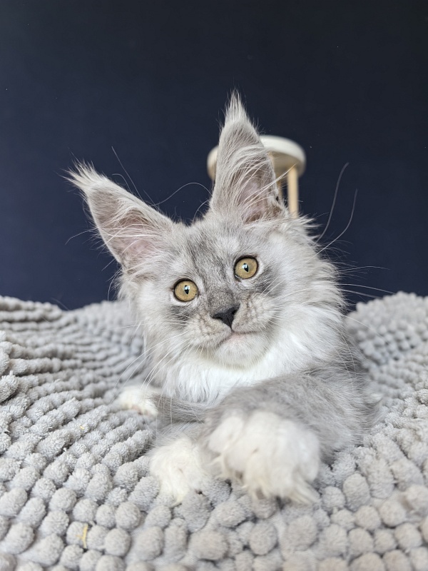 Tiger Cat Akbars (polydactyl) - Kitten maine-coon 2.5 months