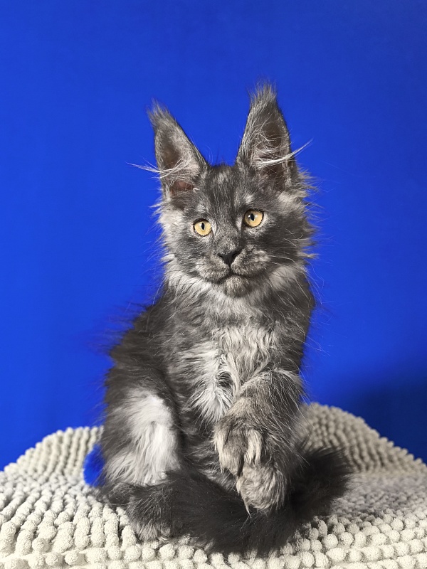 Euro Akbars  (polydactyl 77/66) - Kitten maine-coon 2 months 1.5 week