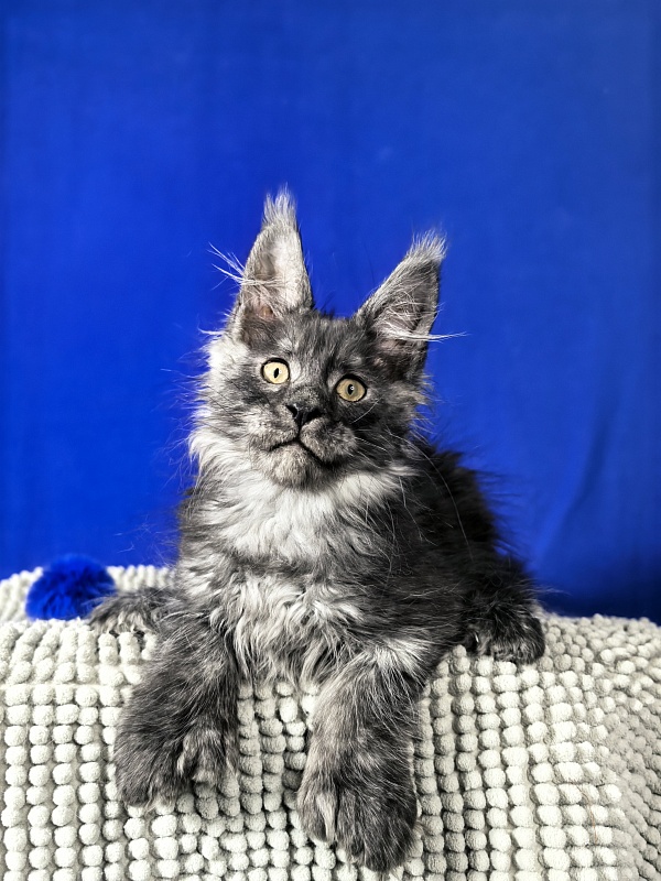 Euro Akbars  (polydactyl 77/66) - Kitten maine-coon 2 months 1.5 week