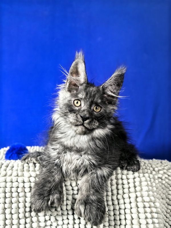 Euro Akbars  (polydactyl 77/66) - Kitten maine-coon 2 months 1.5 week