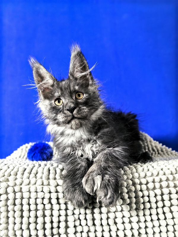Euro Akbars  (polydactyl 77/66) - Kitten maine-coon 2 months 1.5 week
