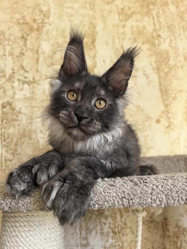 Euro Akbars  (polydactyl 77/66) - Kitten maine-coon 3 months 3 weeks