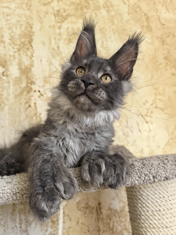 Euro Akbars  (polydactyl 77/66) - Kitten maine-coon 3 months 3 weeks
