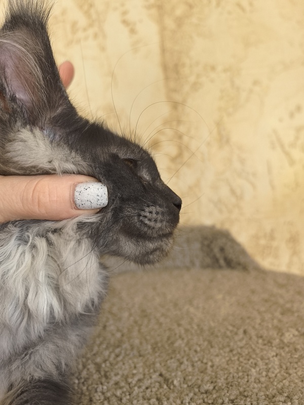 Euro Akbars  (polydactyl 77/66) - Kitten maine-coon 3 months 3 weeks