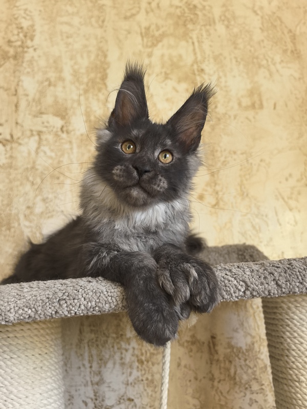 Euro Akbars  (polydactyl 77/66) - Kitten maine-coon 3 months 3 weeks