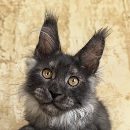 Euro Akbars (polydactyl 77/66)