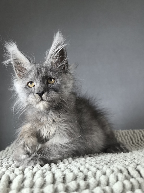 Eva Maria Akbars  (polydactyl 66/66) - Kitten maine-coon 2 months 1 week