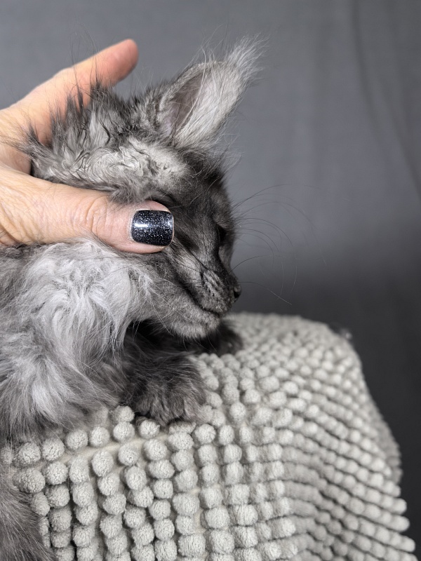 Eva Maria Akbars  (polydactyl 66/66) - Kitten maine-coon 2 months 1 week