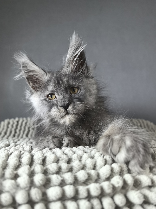 Eva Maria Akbars  (polydactyl 66/66) - Kitten maine-coon 2 months 1 week