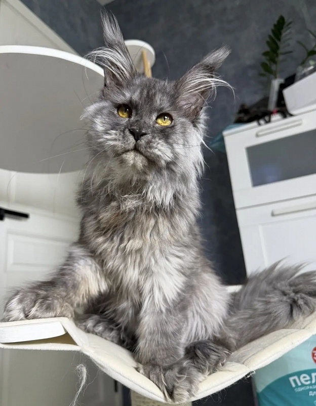 Eva Maria Akbars  (polydactyl 66/66) - Kitten maine-coon 6 months