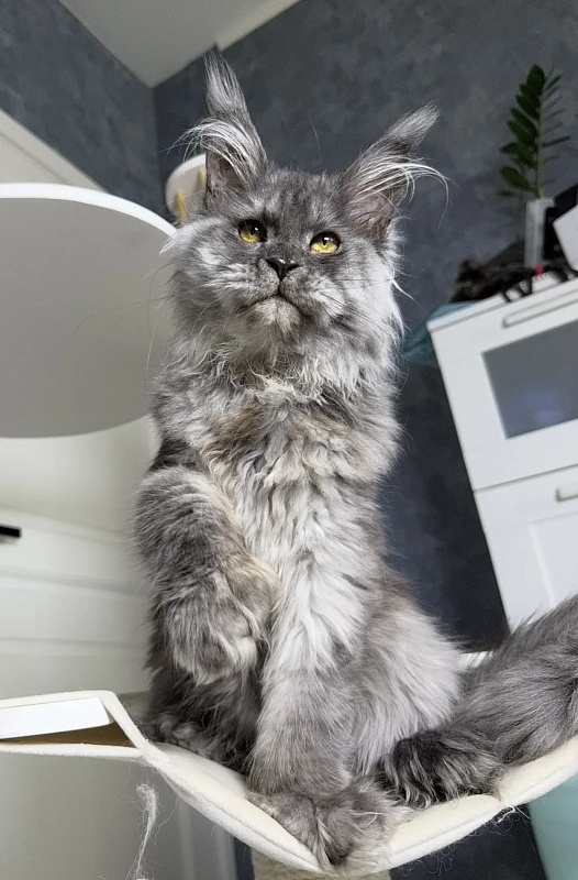 Eva Maria Akbars  (polydactyl 66/66) - Kitten maine-coon 6 months