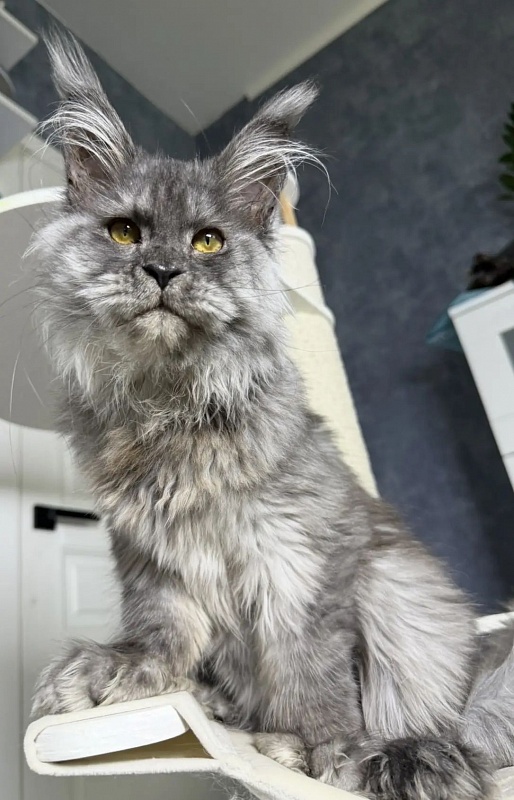 Eva Maria Akbars  (polydactyl 66/66) - Kitten maine-coon 6 months