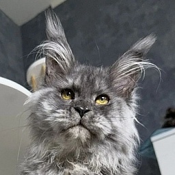 Eva Maria Akbars  (polydactyl 66/66)
